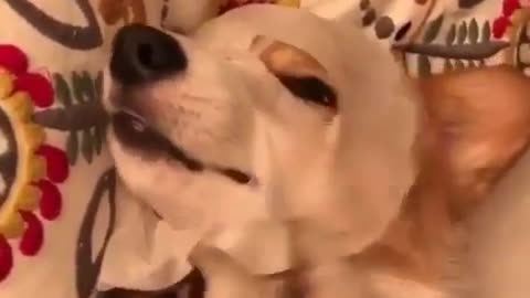A dog who likes skin care