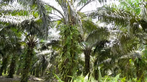 Oil palm plantations