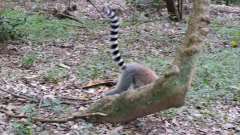 A Wild Lemur Strolling Around The Forest Ground