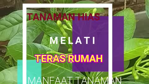 Manfaat tanaman hias herbal 01