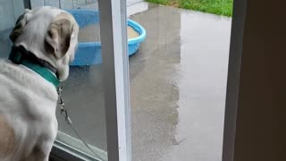 Confused dog doesn't realize door is open