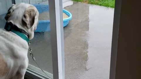 Confused dog doesn't realize door is open