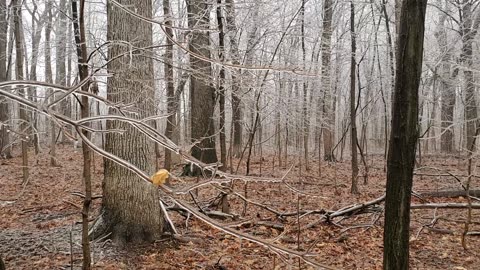 Melting Ice in Michigan Forest