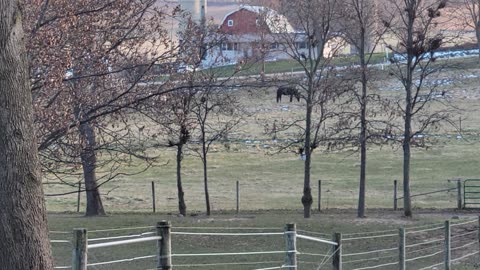 Friesian horse blowing off steam