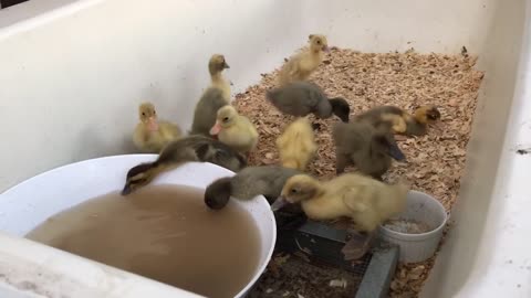 Bathtub brooder overview + ducklings