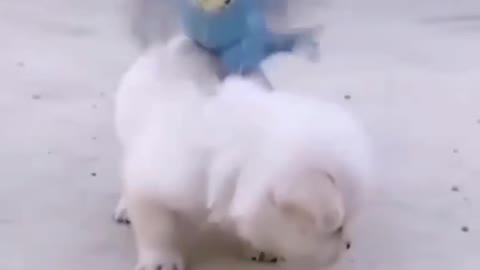 dog funny videos ! baby dog ! cute dog