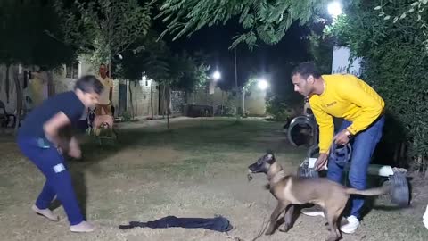 The second part is to train the dog to attack