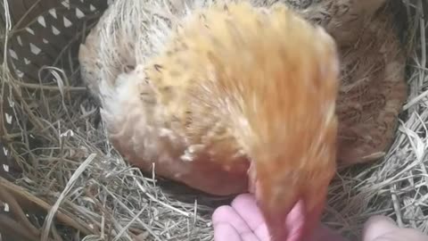 Hen eggs prank video 🤣😅😅