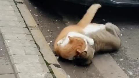 Cat Fight 😠