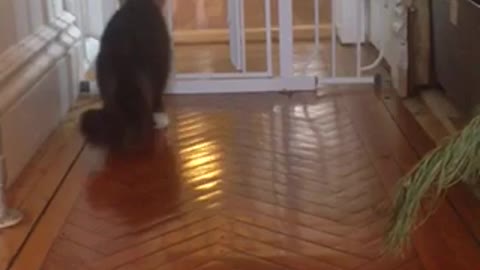 Dog Playing with Cat Who Isn't Having It