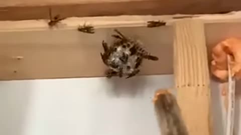Well... thats one way to get rid of Wasps