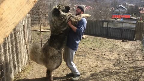 10 dangerous dogs of the world