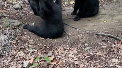 Mama Bear and Cubs Play in Hammock || ViralHog