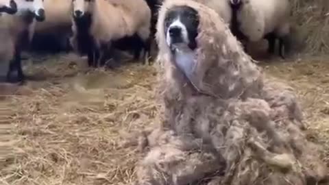 When the dog is dressed as a sheep