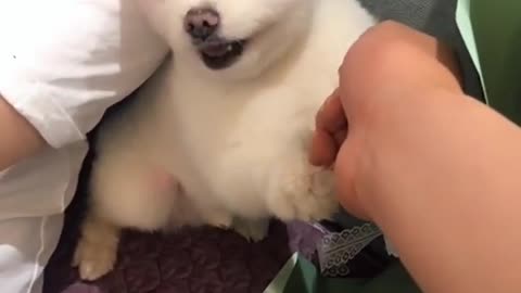Short cut baby dog funny videos
