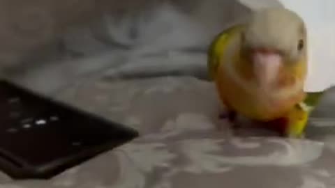 Cockatiel | Funny parrot | Funny birds | funny animals