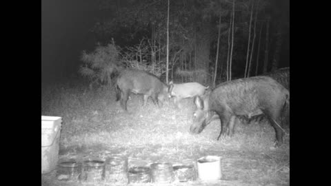 Southeast Texas Backyard Wildlife 124