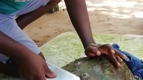 Rescue Sea Turtle, Removing Barnacles From Poor Sea Turtle [Animals, Nature, Ocean, Moana]