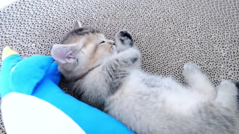 kitten snoozing close to a penguin and a shrimp