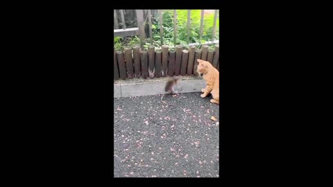 Fight! Rat vs Cat