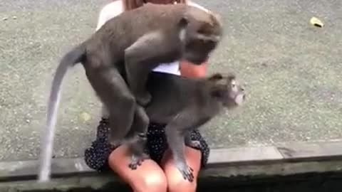 Monkeys Know How To Photobomb