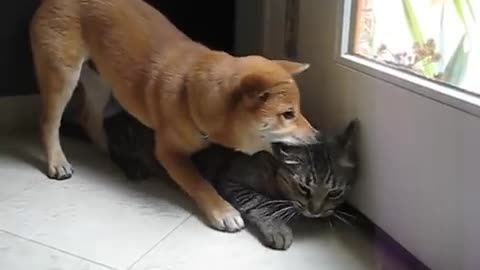 Shiba Inu puppy with the cat