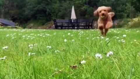 Cockapoo 🐶 One Of The Most Popular Crossbreed Dogs In The World #shorts