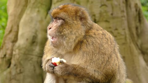 Mesmerizing Ape and Monkey Encounters | Exploring the World of Primates