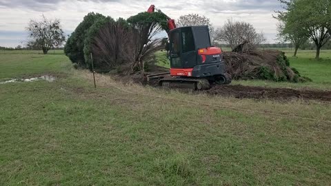 Removing 10' tall aborvitae