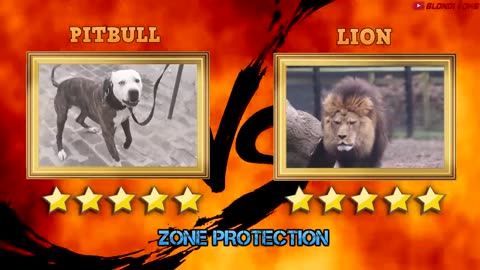 Pitbull VS Lion - Best Lion VS Trained Pitbull Real Fight Video Ever - Blondi Foks