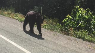 BC Bear walking the highway