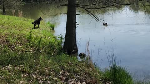 Goose v. German shepherd