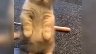 Funny cat baby compilation