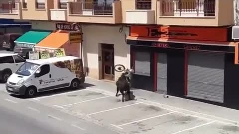 Poor bull free in town, Bike in the way
