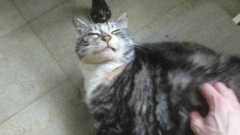 Cat Absolutley Loves being Scratched