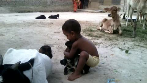 baby loves to kiss Goats