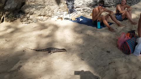 Small lizard almost bites human on a Thailand beach