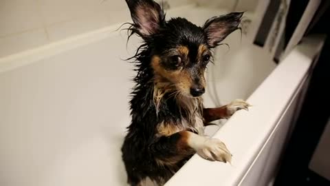 Cute wet dog in the bath