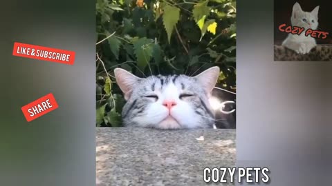 Funny pet video| funny animal | Pet video| funny Cat video | funny dog videos | funny video