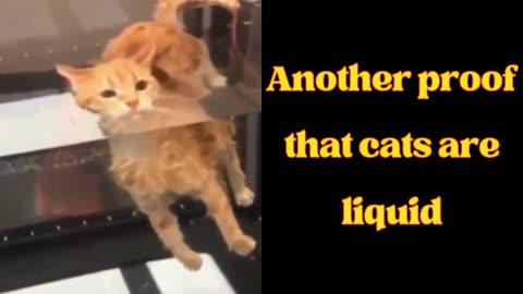 ANOTHER PROOF THAT CATS ARE LIQUID!
