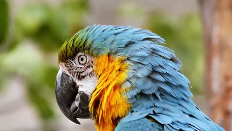 Parrot looking adorable| Parrot Waits For Dad To Cross The Doorstep And He Is So Excited