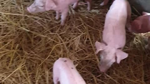 12 baby pigs just was born, beautiful