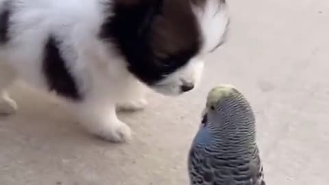 Dog And Parrot Best Friends