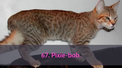 All Cat Breeds A-Z With Pictures (all 98 breeds in the world)