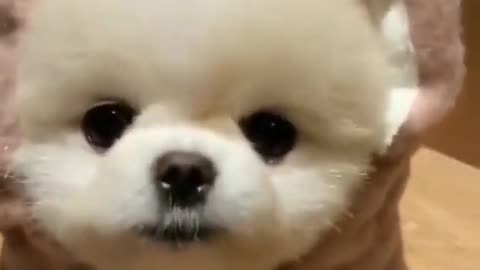 CUTE TEACUP DOG DRESSED AS BUNNY 🐶❤️