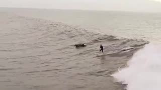 Amazing drone footage of dolphins swimming alongside a southern California