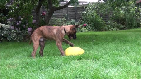 My puppy is playing with the crazy running egg