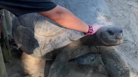 Huge tortuous at the crock park in South Carolina