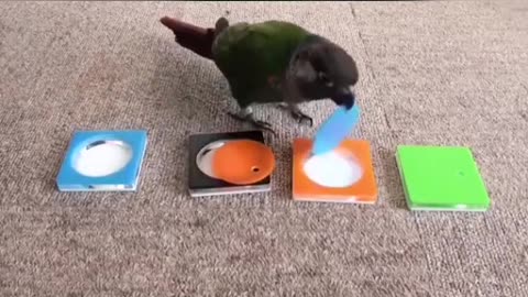 The strangest parrot Watch it and know what it does You will be amazed at its behavior this smart