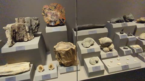 Tellus Museum - Fossil Gallery (Part 2 of 3)